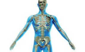 عدد عظام الإنسان عند الولادة هو 270 عظمة، ثم تلتحم بعضها فيصبح عددها 206 عظمة عند الإنسان البالغ.
