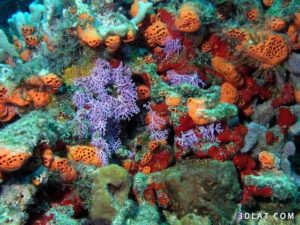هل تعلم أن البحر الأحمر سمي بهذا الاسم نظراََ لوجود أعشاب وطحالب ملونة بلون أحمر تطفو على سطح مياهه.