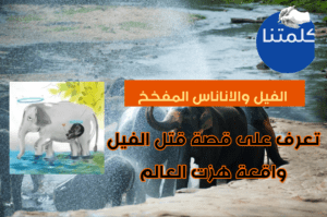 قصة أنثى الفيل التي هزت قلوب العالم
